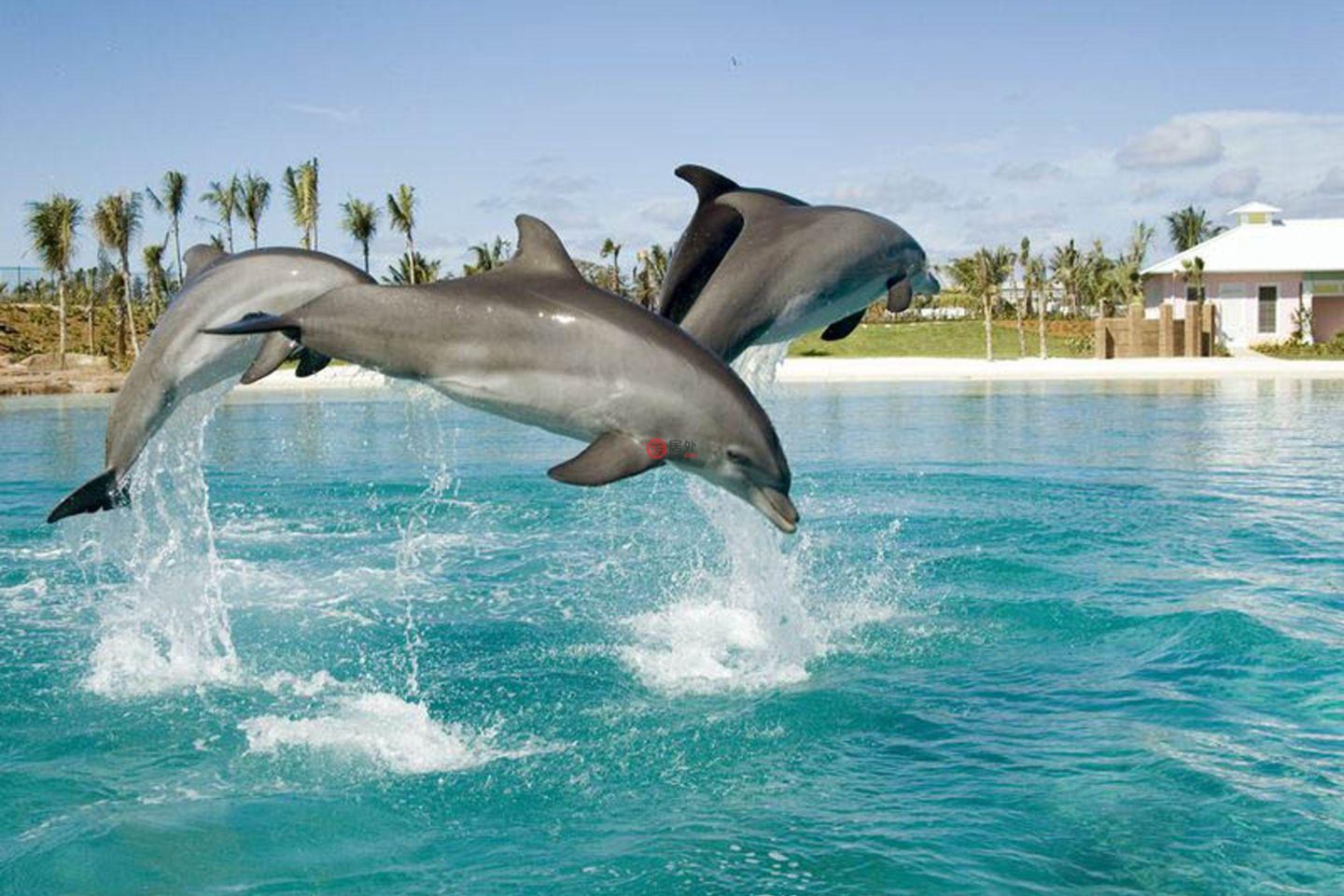 巴哈马天堂岛的公寓，Reef 5-919 One Casino Drive，编号78476386