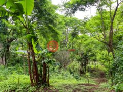 尼加拉瓜Masaya DepartmentMasaya的住宅用地，Finca Los Monos，编号71148962
