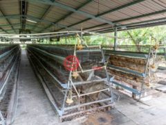 尼加拉瓜Masaya DepartmentMasaya的农场，Chicken Farm, Masatepe，编号71109579