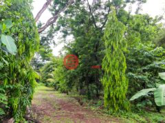 尼加拉瓜Masaya DepartmentMasaya的住宅用地，Finca de Frutas Niquinomo，编号71148301
