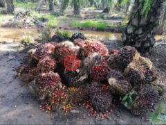 马来西亚沙巴博福特的农业用地，188.78 acres of Oil Palm Plantation，编号76207020