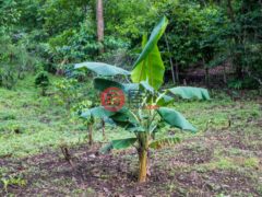尼加拉瓜Masaya DepartmentMasaya的住宅用地，Finca de Frutas Niquinomo，编号71148301