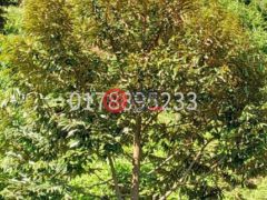 马来西亚森美兰瑞姆巴的农业用地，Negeri Sembilan，编号76629110