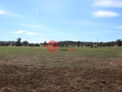 澳大利亚新南威尔士州的农业用地，Lot 4 Mount Tallabung Road，编号11468612