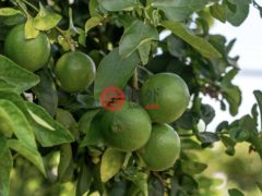 美国夏威夷Kailua-Kona的独栋别墅，73-1137 AHIKAWA ST，编号78497612